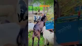 ATIK BOSS GOATS  FORM