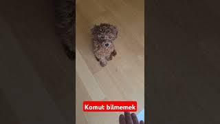 Evde Poodle eğitimi #dog #köpek #shortsvideo #kopek #shorts #short #poodle #cutedog #dogs #cute