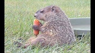 Chill baby groundhog eating a carrot