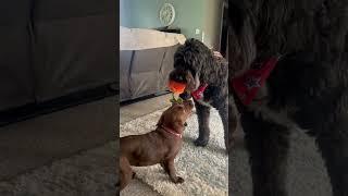 #MaxAndMillie #PlayTime #LoveOthersServeOthers