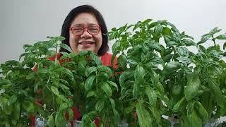 Basil Forest Series, From Condo to Hydroponics