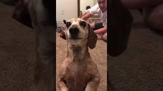 It's a jealous dog.#dog#dogs#funny #for #foryou #fyp #foryoupage #funnyvideo #pet #usa #pets