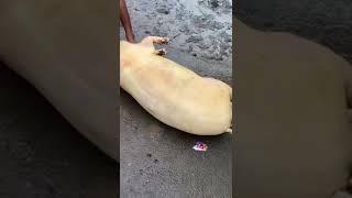 Pig super killing