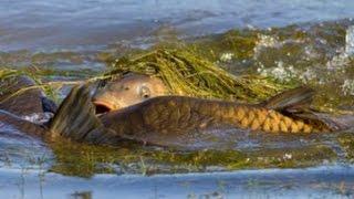 Огромные карпы на нересте. Carp spawning