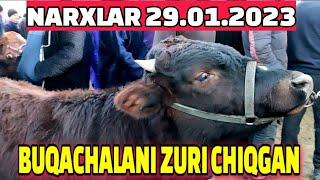 BUXORO JONDOR/ MOL BOZOR BUQACHA GUNOJIN NARXLAR 29.01.2023/JONDOR UZ