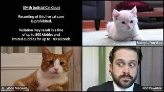 "I'm not a human. I'm a cat." Cat Court Lawyer Can't Turn Off Zoom Filter