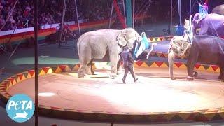 Becky’s Plight at Carson & Barnes Circus