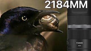 Canon RF 800mm f11 on 1 Inch Sensor = New Dimension