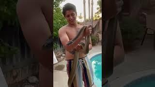 HUGE OLIVE PYTHON #dangeroussnake #pet #snake #olive #reptile #shorts