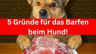 Barfen beim Hund? | Die 5 wichtigsten Gründe für das Barfen beim Hund 