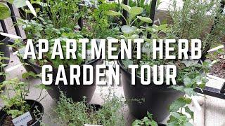 Plant Tour| Herb Garden | Small Space Balcony Garden | Potted Herbs