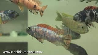 Цихлиды малави (cichlids of Malawi)