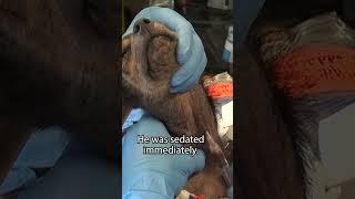 Heartbreaking dog rescue video - extended version here: www.HopeForPaws.org #GivingTuesday