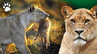 The Fury of the Lioness - Chronicle of Wild Africa | Pierre Arditi | Documentary - BF