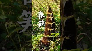迎着晨曦入竹林，与老妈采撷春笋，这份鲜意，成了盘中至味。A big adventure in spring bamboo shoots and food!
