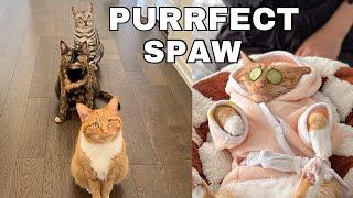 My Cats Visited The Purrfect Spaw!