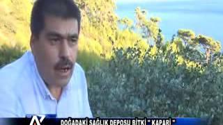 AYTV AYDIN-Doğadaki sağlık deposu bitki ‘Kapari’