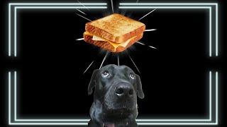 I Made My Dog a Grilled Cheese 