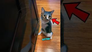 This Cat Is A DINOSAUR T-Rex