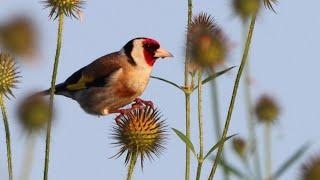 Stieglitz – European goldfinch – Carduelis carduelis (Eching, 27.07.2024)