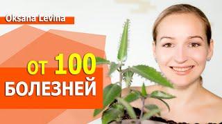 Это растение возвращает молодость и заботится о здоровье