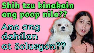 Shih Tzu kinakain ang poop?/ Dahilan at Solusyon sa pagkain ng tae/ jenny apelo