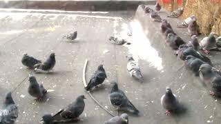 "Собирайся голубь в кучу!" (Get Together Pigeons)