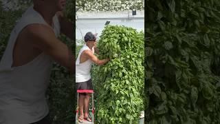 Maximizing basil cultivation by growing 450 bunches of basil per tower annually #basil #farming