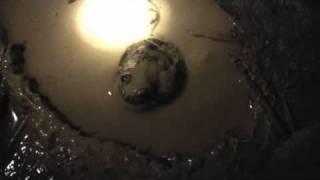 Eastern Banjo Frog, or Pobblebonk.