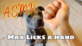 ASMR | Max Licks a Hand | Dog Licking Sounds | No Talking