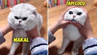 GEMES BANGET.! Walaupun Nakal, Ekspresi Lucu si Kucing Bikin Ga Bisa Marah.! Video Kucing Lucu