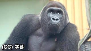 Cautious about letting Gentaro & Kiyomasa stand on their own.Gorilla｜Momotaro family | Shabani troop