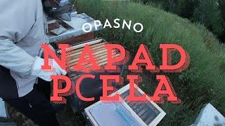 NASTAVNIČKE PRIČE #24 OPASNO: Napad pčela