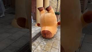 Capybara was blown over by the wind...#capybara #doll #cute #funny #plush #cartoon #interesting
