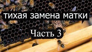 Пасека #29 Как использовать маточники тихой замены? Тихой Замена. Пчеловодство вывод матоk