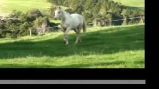 Appaloosa / Sportaloosa gelding Mighty Intriguing