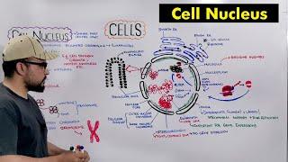 Cell Nucleus "Structure and Functions of Nucleus" (Detailed Series)