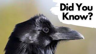 Things you need to know about RAVENS!