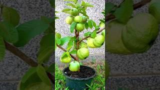 #Guava #Aloevera #Shorts #youtubeshorts #Mita'sgardeningtrick #viralshorts #viralvideo