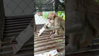 Caring for an Abandoned Monkey, the Mysterious Behaviors of Monkeys #20