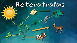 ORGANISMOS AUTOTROFOS Y HETEROTROFOS