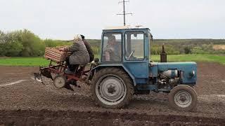 Ukrainian Women Plant Potatoes and Gardening in the Ukrainian Village, Countryside Life in Ukraine