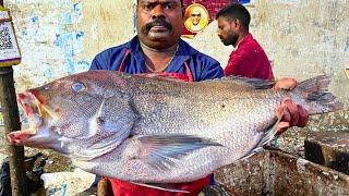 KASIMEDU  SPEED SELVAM | BIG KORALI FISH CUTTING VIDEO | IN KASIMEDU | FF CUTTING 