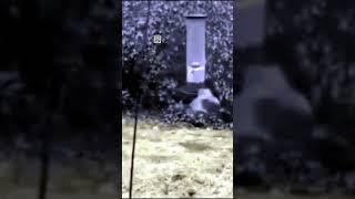 ВОКРУГ КОРМУШКИ  \  AROUND THE FEEDER     #центрприроды #белка #ручнаябелка #белкапарк