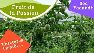 Fruit de la passion: visite d'une exploitation impressionnante