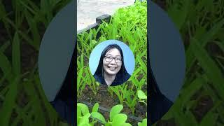 How to Protect Your Plants in Heavy Rain #gardening #growyourownfood #growveg #homegardening