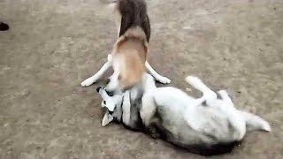 Wolf dog vs Alaskan Malamute