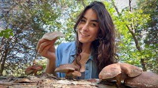 The Health Benefits of Shiitake Mushrooms!