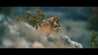 The Wolf Within: A Timely Call to Protect Europe’s Wolves - TRAILER ENG