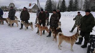 Первая выводка ВОЕННО-ОХОТНИЧЬЕГО ОБЩЕСТВА